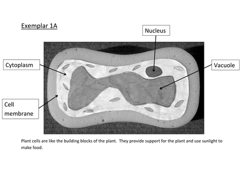 Cells level assessed task marking exercise