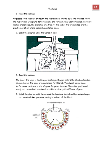 The lungs coverlesson/hw/worksheet