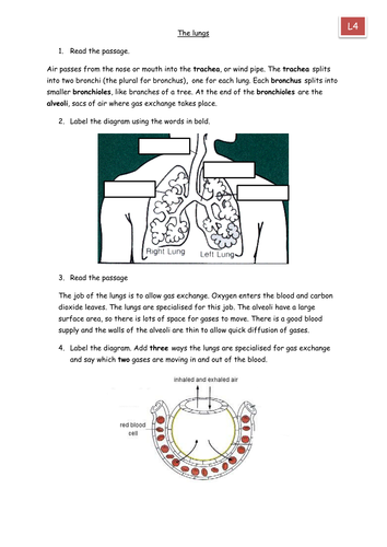 The lungs coverlesson/hw/worksheet | Teaching Resources