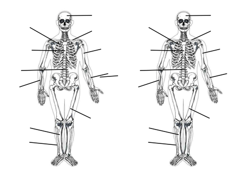 Skeletal System Teaching Resources