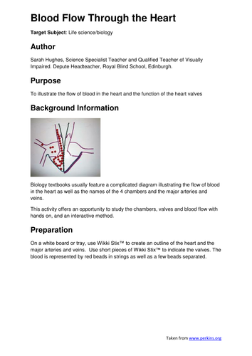 Heart and the Cardiac Cycle tactile model