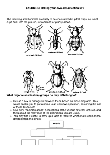 Invertebrate classification key