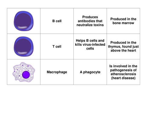 Immune cells card sort