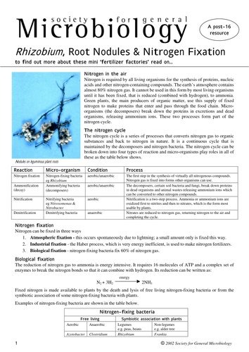 Nitrogen cycle bacteria info sheet