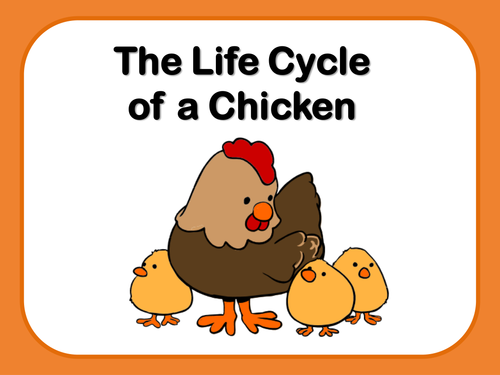 Life Cycle of a chicken - For kids!