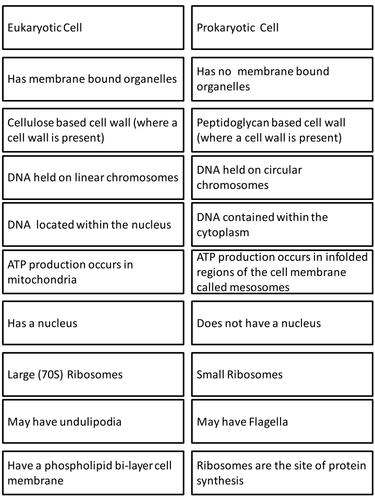 prokaryotic and eukaryotic cells card sort