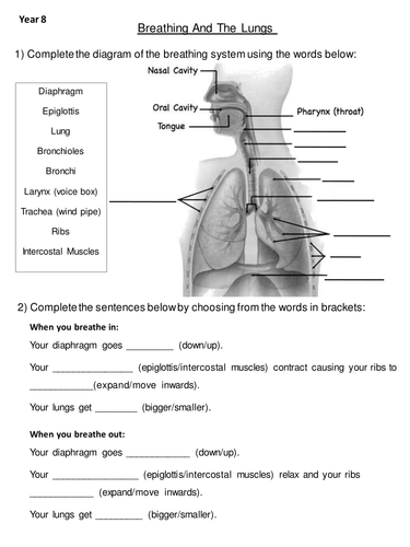 Breathing and the Lungs Worksheet by hmurgy - Teaching Resources - Tes