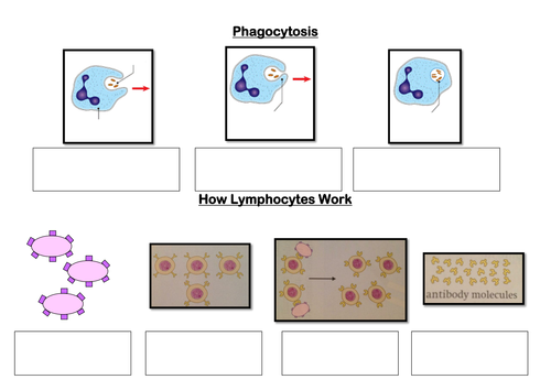 How White Blood Cells Work