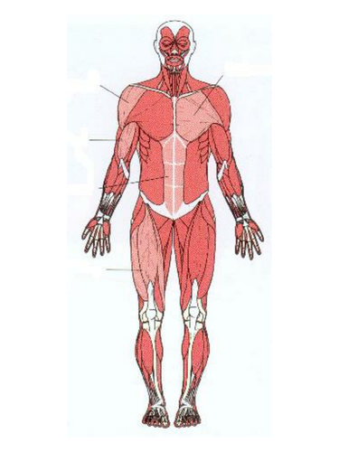 Label the muscles | Teaching Resources