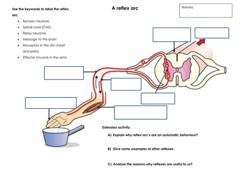 Reflex arc worksheet