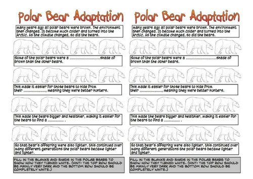 Polar Bear Adaptation