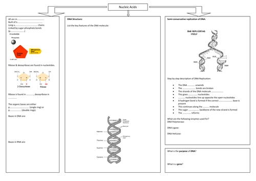 Nucleic acids summary worksheet