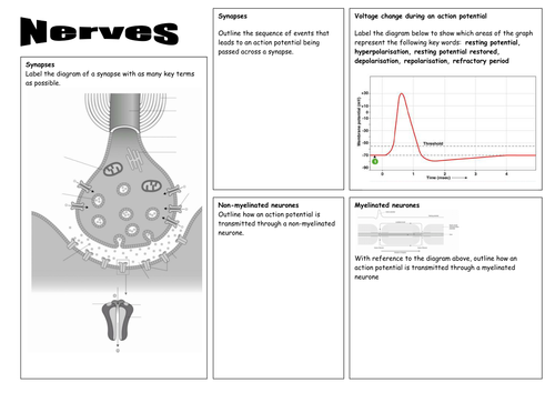 Nerves and Action Potentials revision sheets