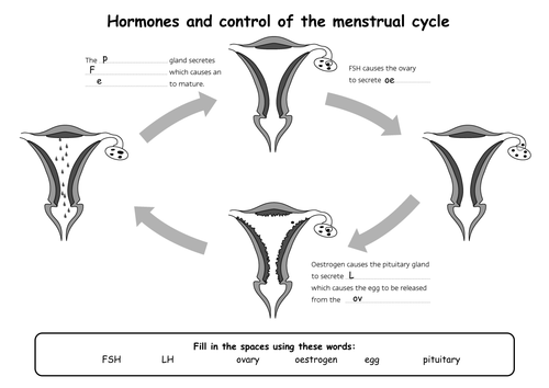 B1.1 Menstrual Cycle for SEN