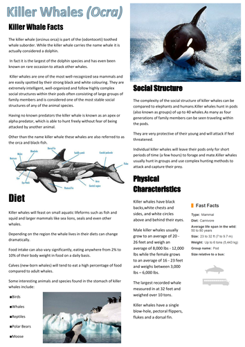 Whale non chronological report by brace26 - Teaching Resources - Tes