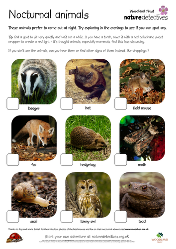 Nocturnal Animals Hunt Sheet Teaching Resources