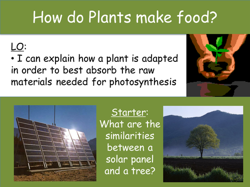 How do plants make food?