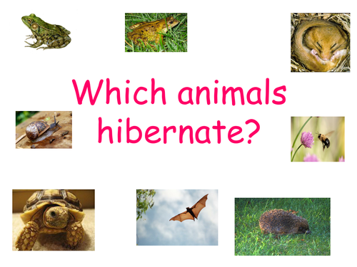 Which animals hibernate? by joycs - Teaching Resources - Tes