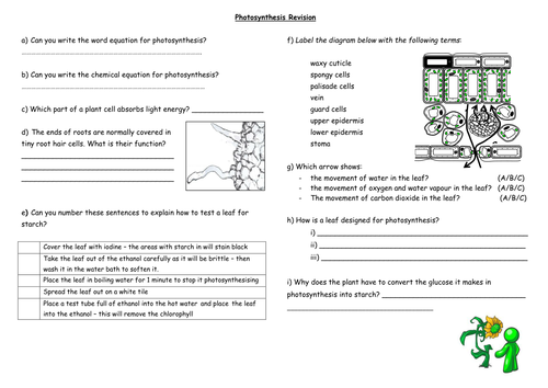 Photosynthesis revision sheet