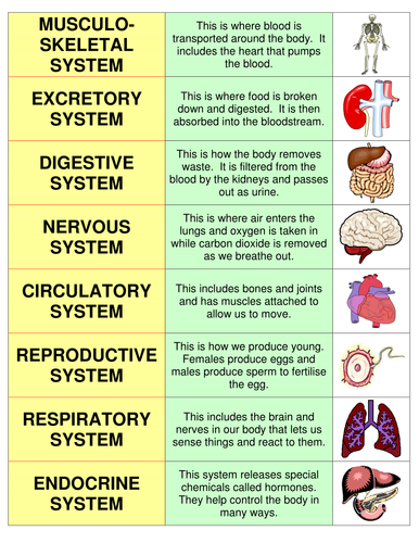 body systems card sort cut and stick by uk teaching resources tes