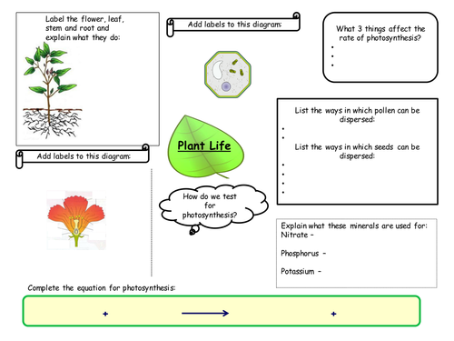 Mind Map Of Plants Plant Life Revision Mind Map | Teaching Resources