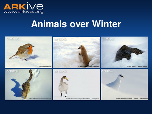 Animals Over Winter