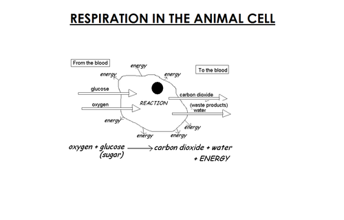 repiration images