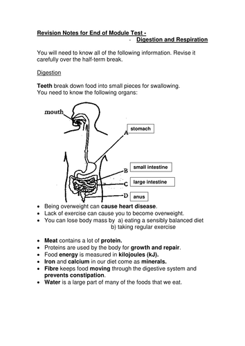 digestion and respiration revision sheet