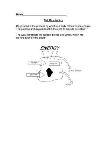 respiration worksheet