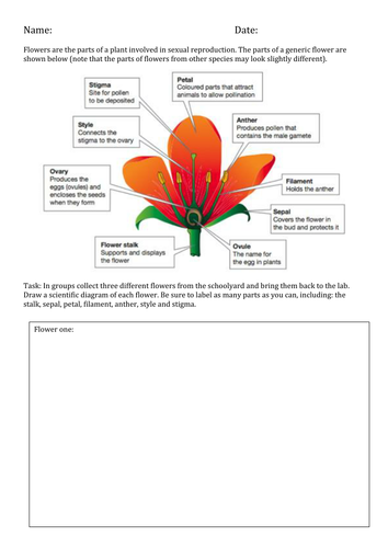 Plant Reproduction - Label the Parts of a Flower | Teaching Resources