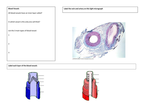 Blood Vessels Revision