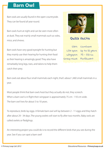 Reading comprehension - Barn owl