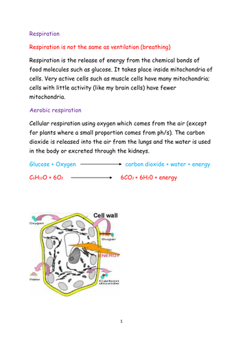 respiration revision aid