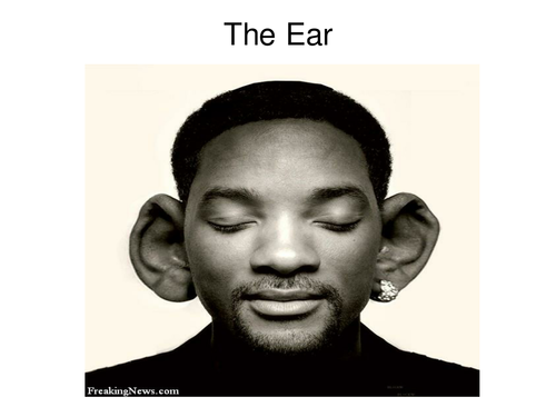 The ear