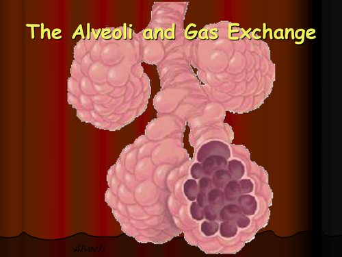 Alveoli and gas exchange