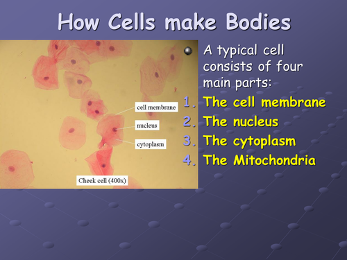 HOW CELLS MAKE BODIES