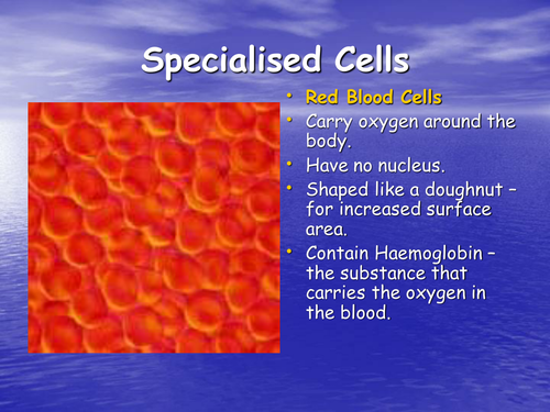 SPECIALISED CELLS PPT