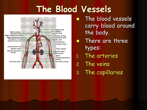 BLOOD VESSELS FOUNDATION PPT