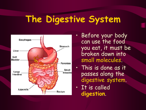 THE DIGESTIVE SYSTEM PPT