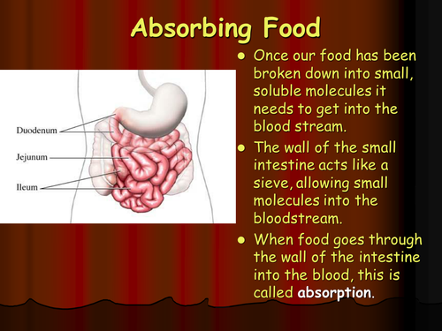 GETTING FOOD INTO BLOOD