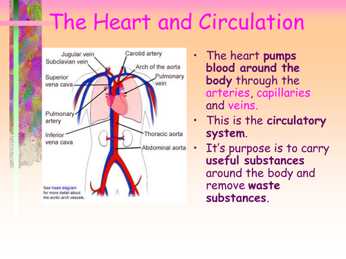 HEART AND CIRCULATION PPT