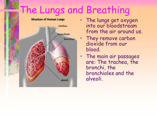 LUNGS AND BREATHING