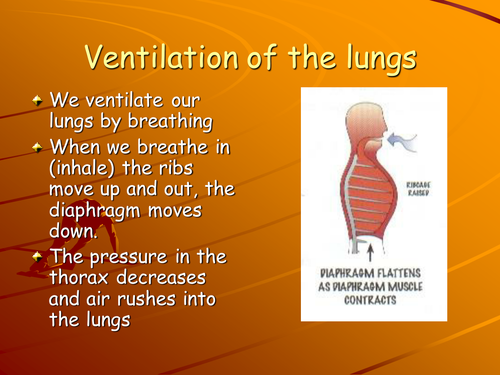 VENTILATION AND BREATHING | Teaching Resources