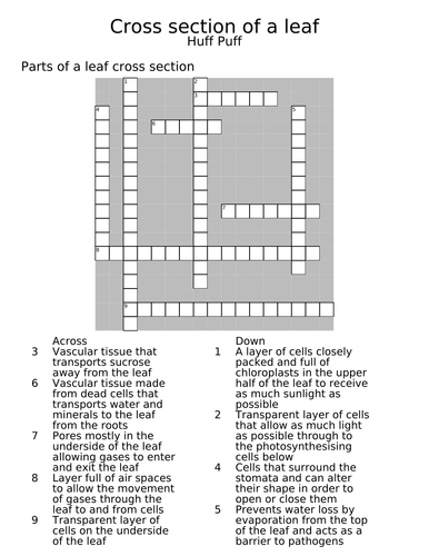 Leaf Cross Section Crossword Teaching Resources