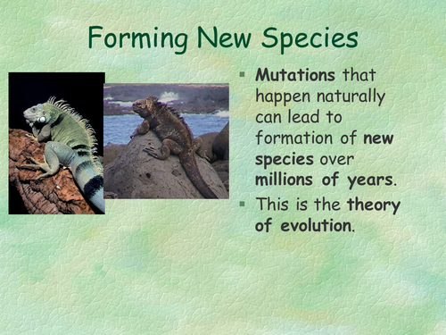 Forming a new species ppt