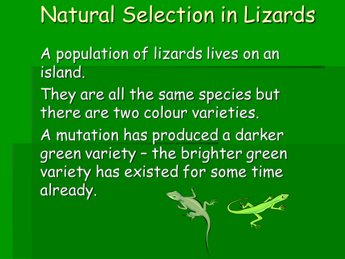 Natural selection in lizards