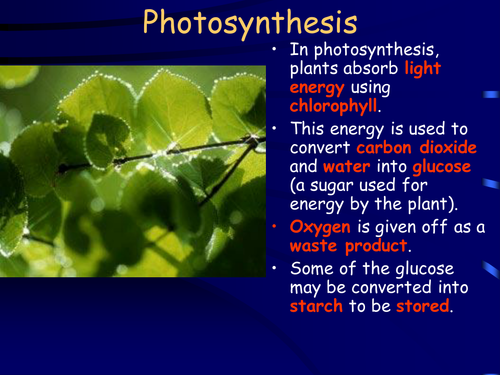 Photosynthesis higher