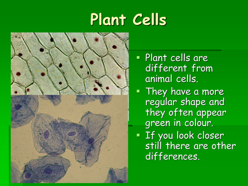 Plant cells higher