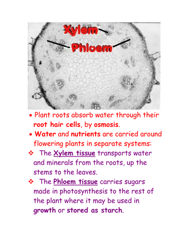 Plant transport notes