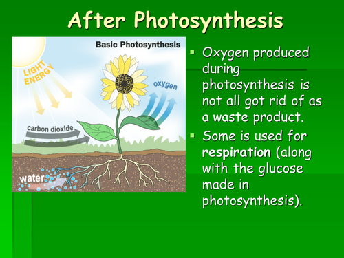 PHOTOSYNTHESIS foundation ppt